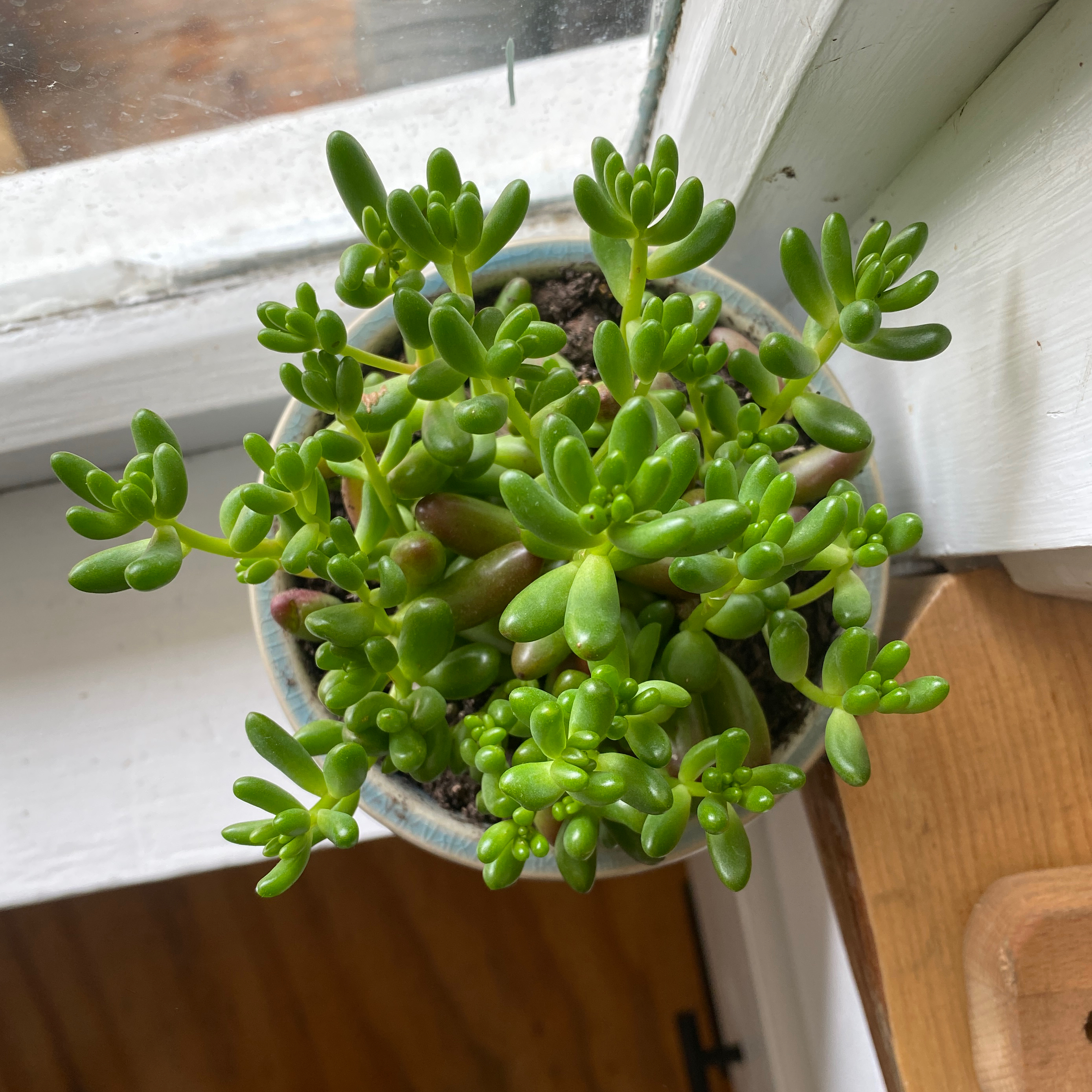 Photo of the plant species Jelly Bean Plant by @nicjano named Jellybean on Greg, the plant care app