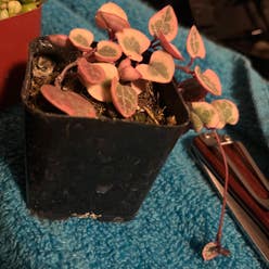String of Hearts, varigated plant