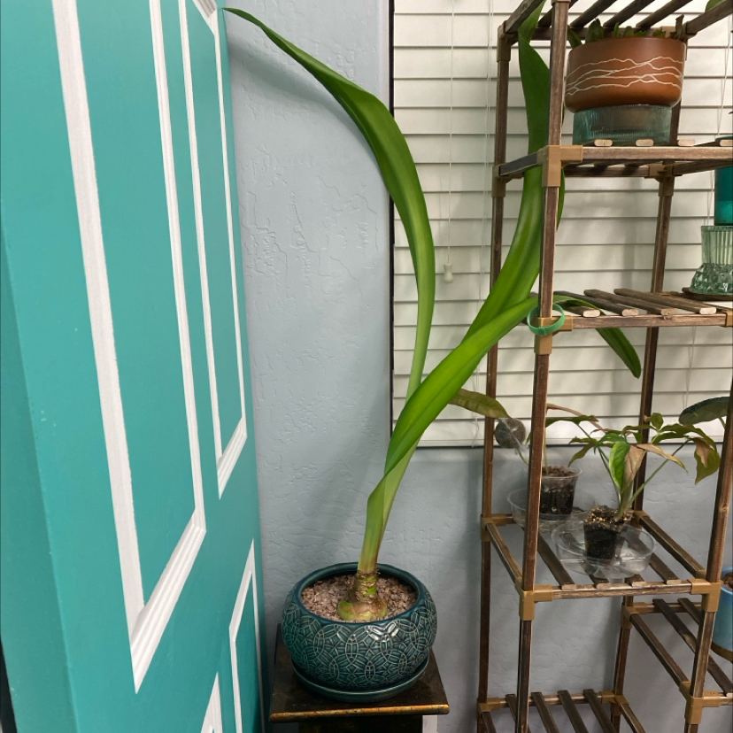 Hippeastrum 'Red Lion' plant with long green leaves in a pot indoors near a door and shelf.