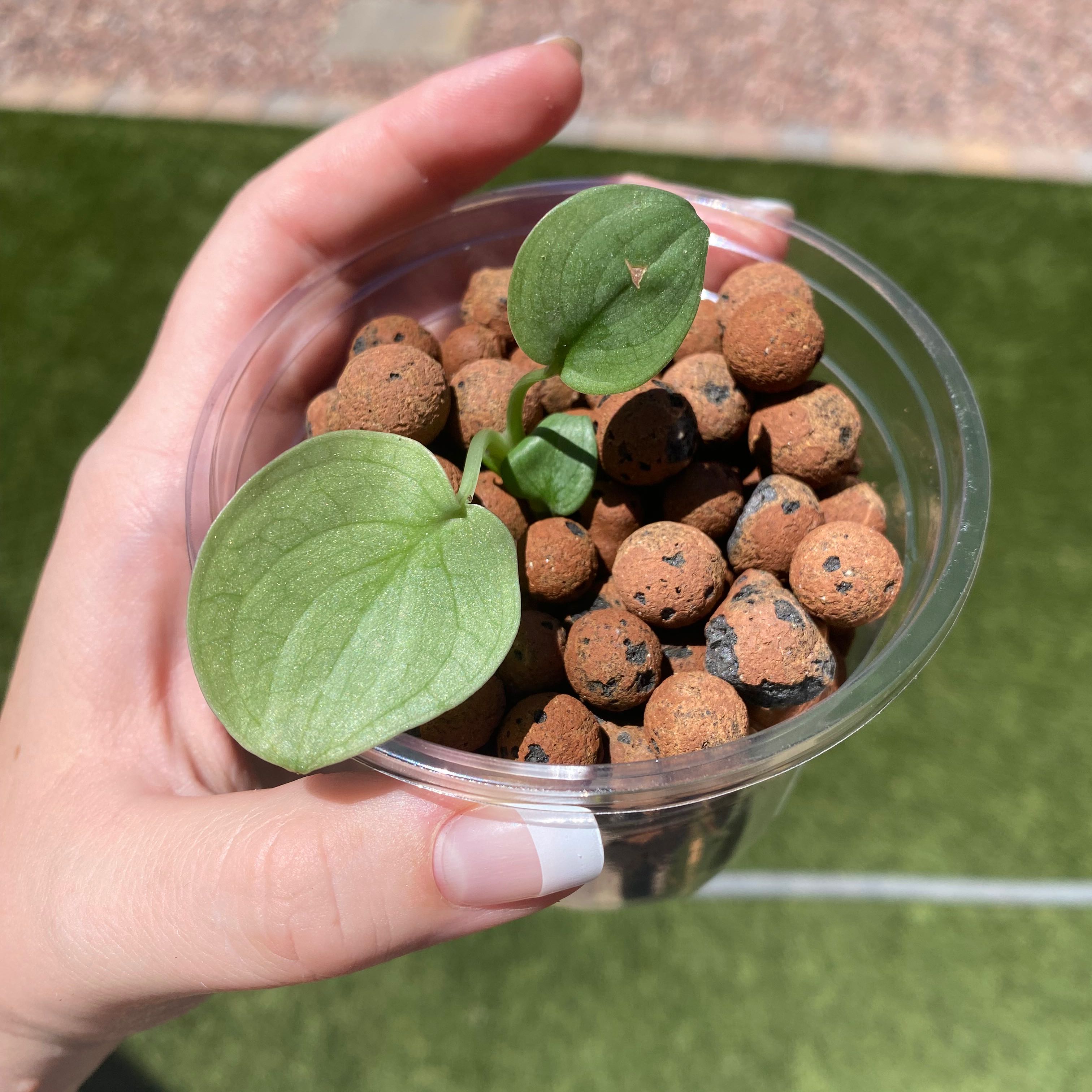 Scindapsus pictus 'Silver Hero' plant in a clear container with clay pebbles, held by a hand.