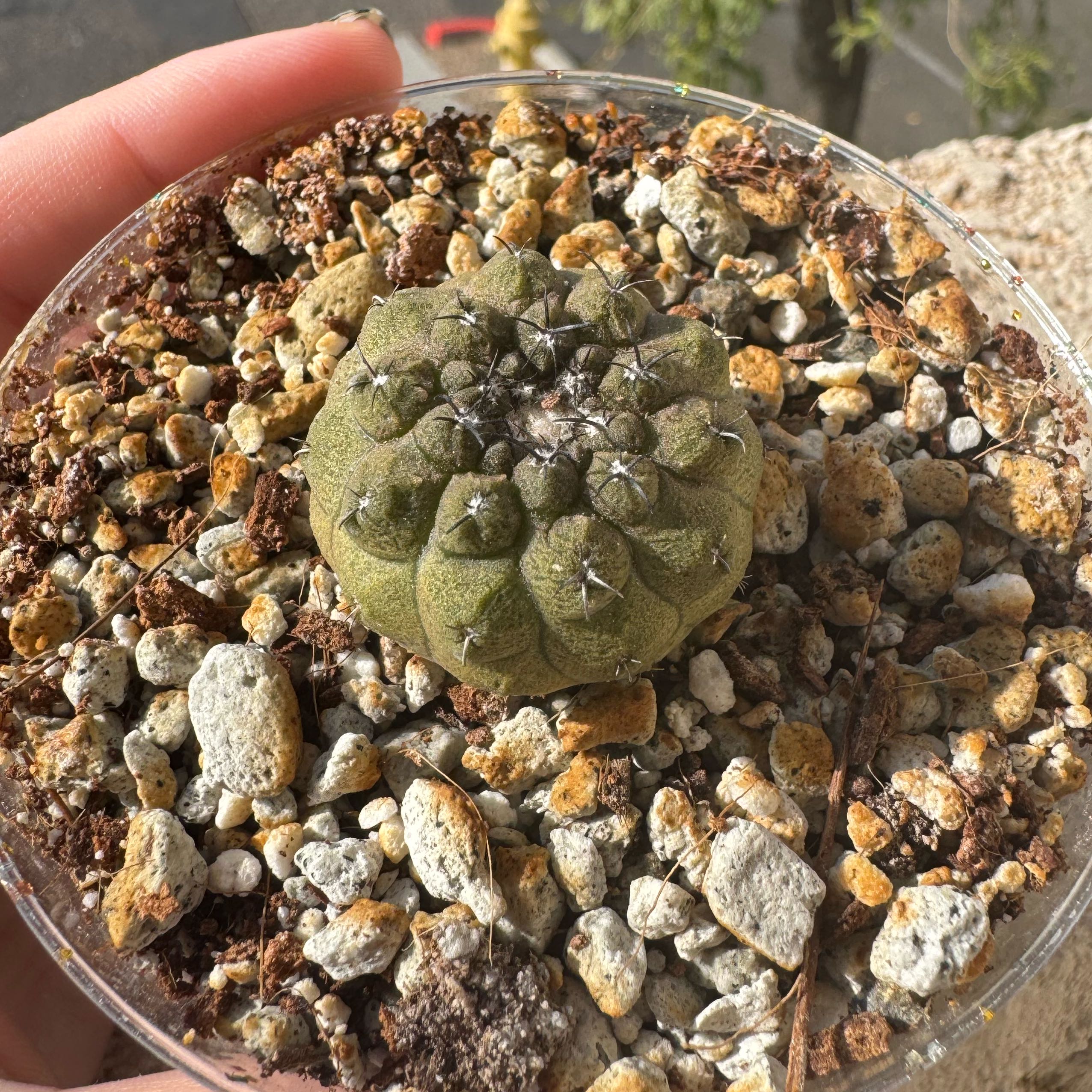 Photo of the plant species Underground Copiapoa by @DinkumTinybluet named Madonna on Greg, the plant care app