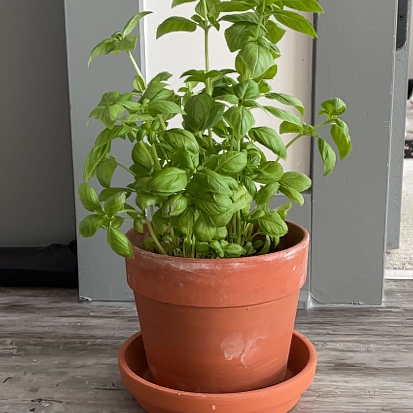 Sweet Basil plant in a terracotta pot with vibrant green leaves.