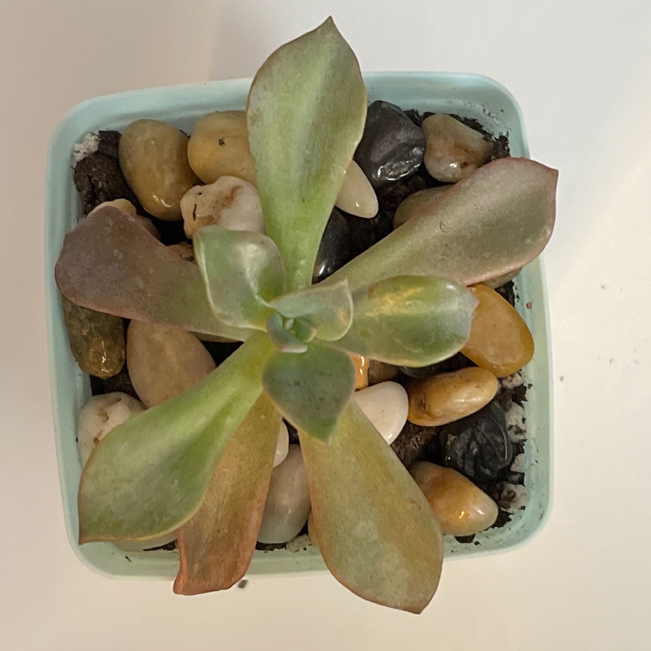 What Do I Do About Graptoveria 'Debbie' Root Rot?