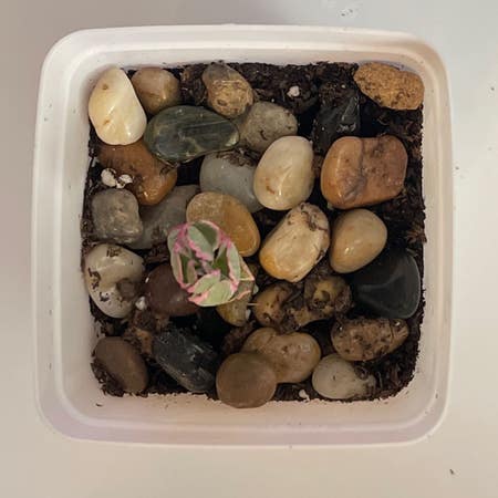 Photo of the plant species Lithops by Muddyfingers named Shannon on Greg, the plant care app