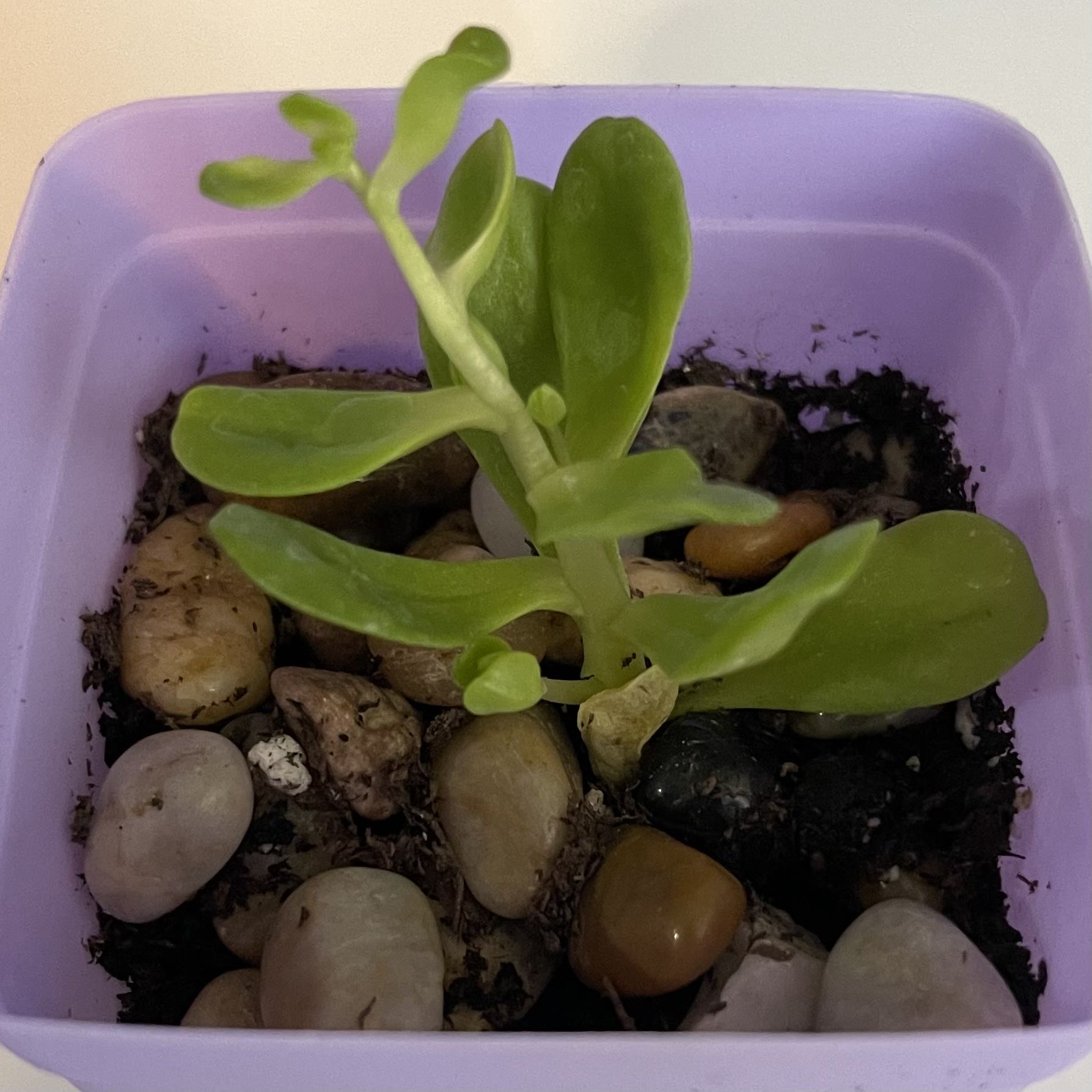 Tree Stonecrop plant in a purple pot with pebbles on the soil surface.