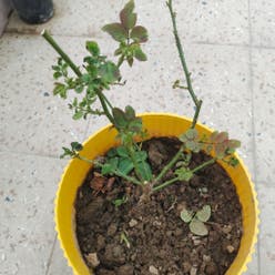 Multiflora Rose plant