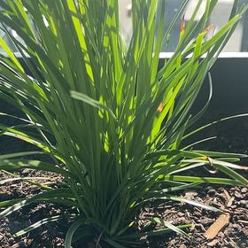 Photo of the plant species Spiny-Head Mat-Rush by @PiousWeed named Gregarious on Greg, the plant care app