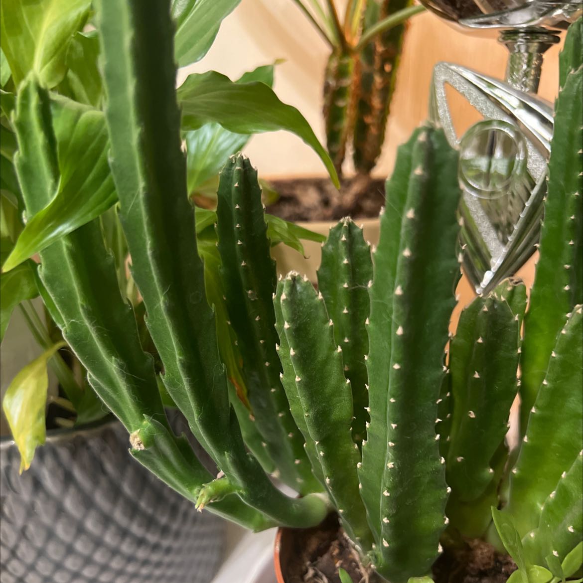 Photo of the plant species Carrion flower by @DearBrushbox named Zvaigzne on Greg, the plant care app