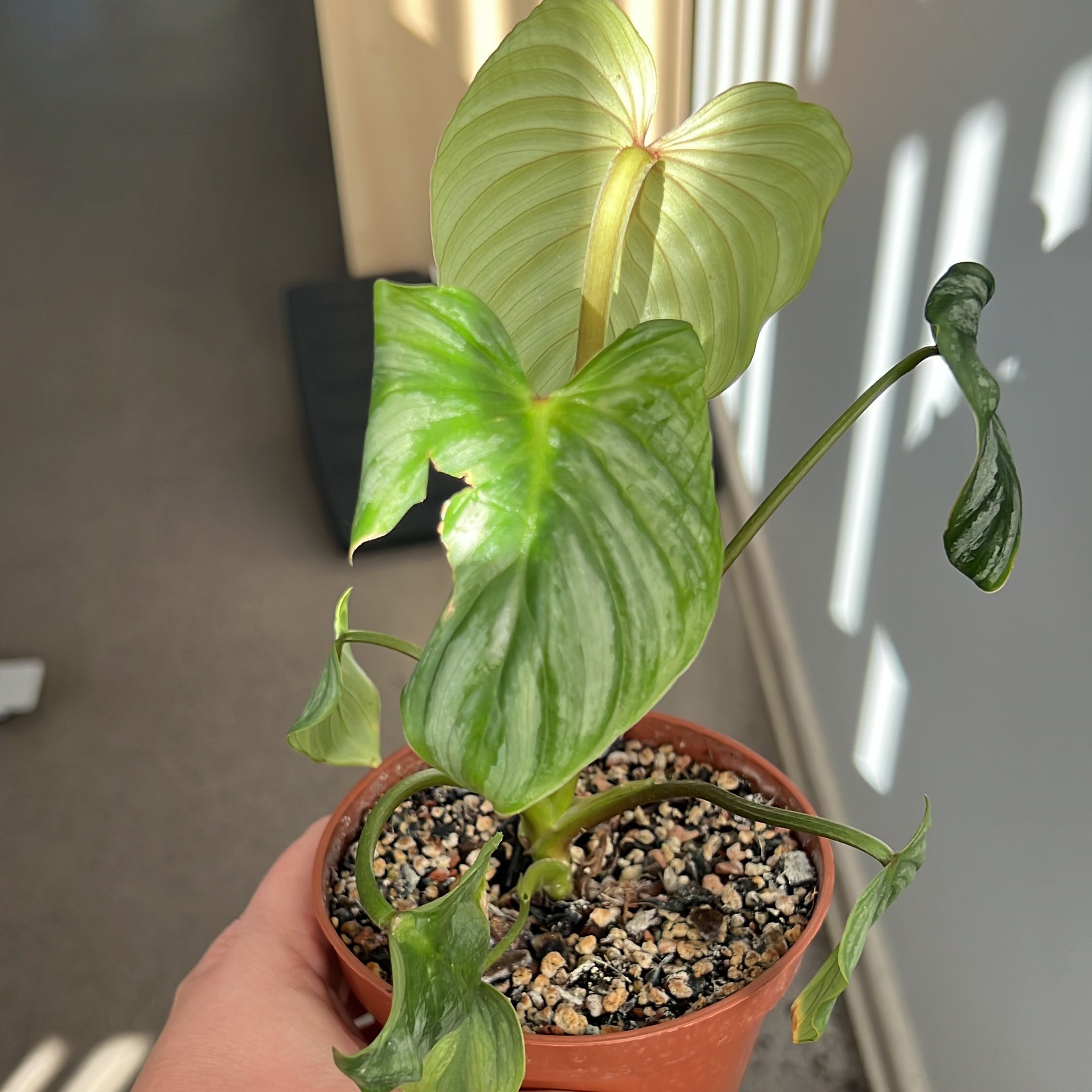 Philodendron mamei plant in a small pot with visible soil, held by a hand.