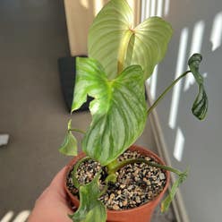Philodendron mamei plant