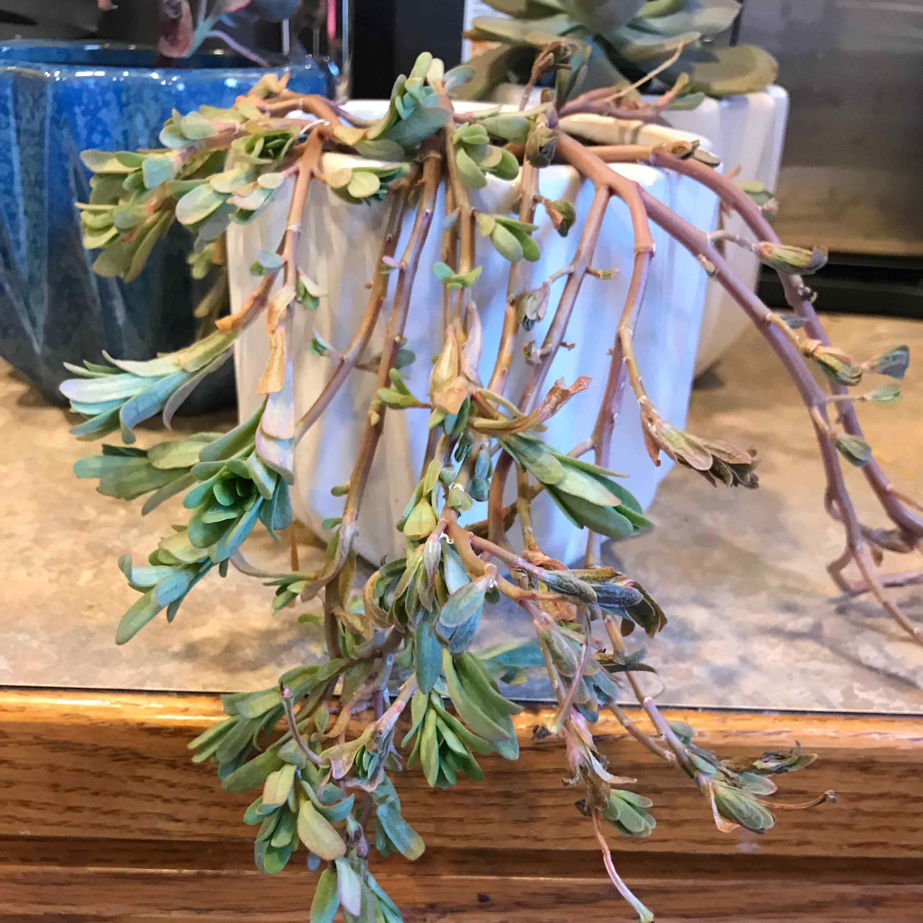 Photo of the plant species Portulaca oleracea 'Variegata' by @GuruPinetree named Cinderella Fairytale Purslane on Greg, the plant care app
