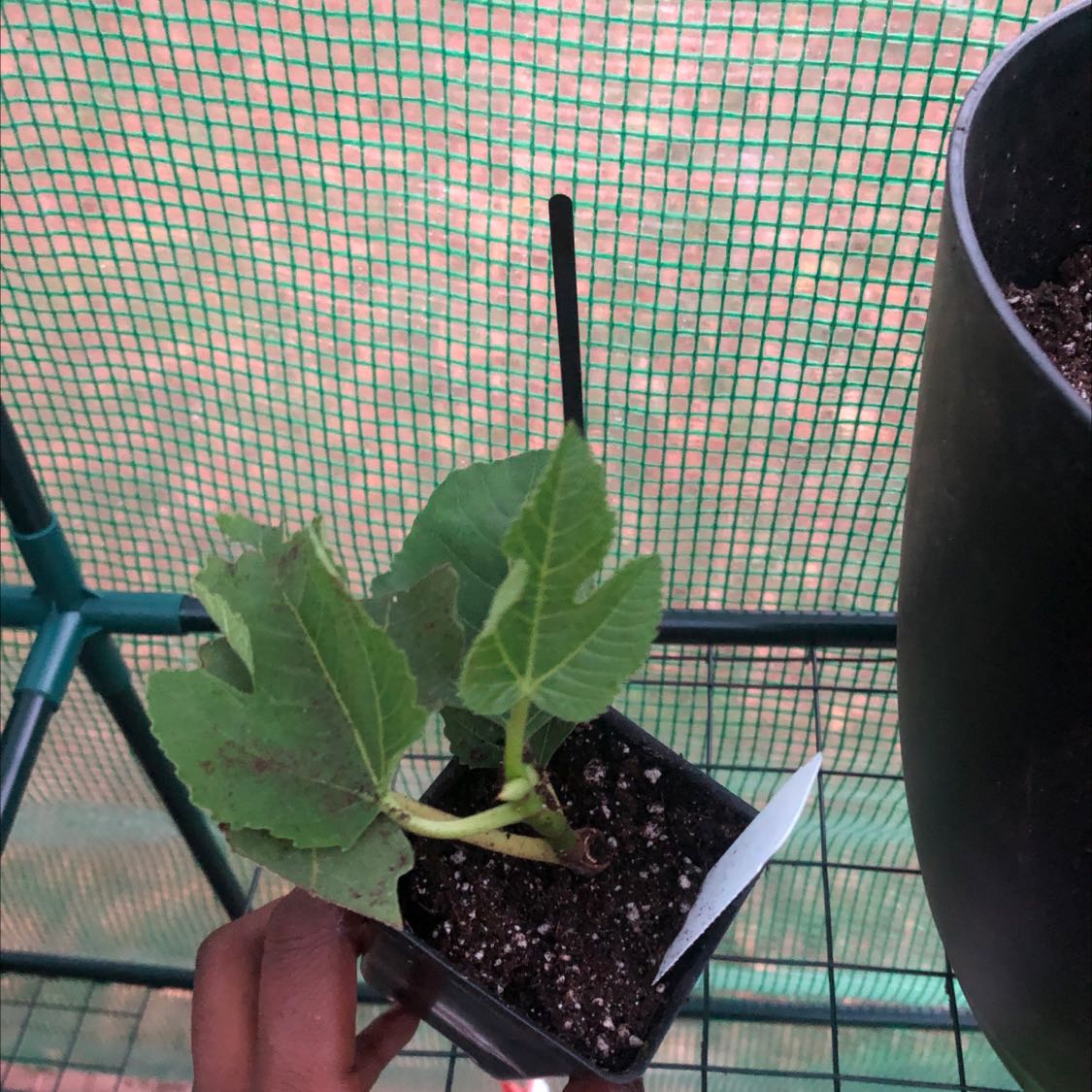 Photo of the plant species Panache Fig by @WorkhorseChives named Xena on Greg, the plant care app