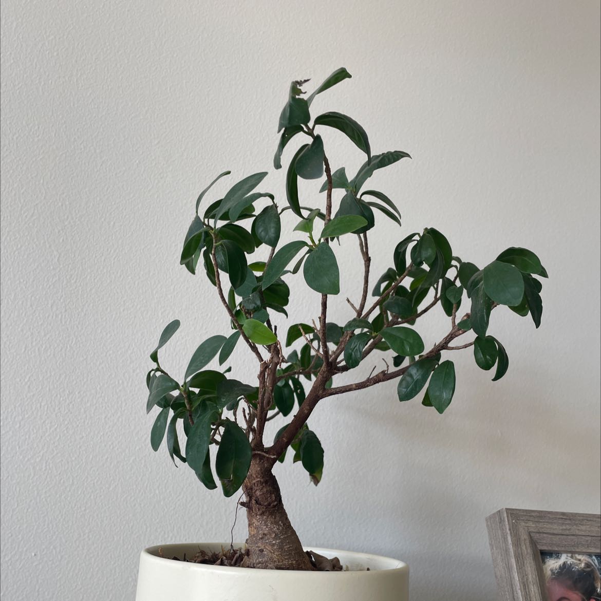 Photo of the plant species Ficus Ginseng by @LogicalMarie named Tree Diddy on Greg, the plant care app