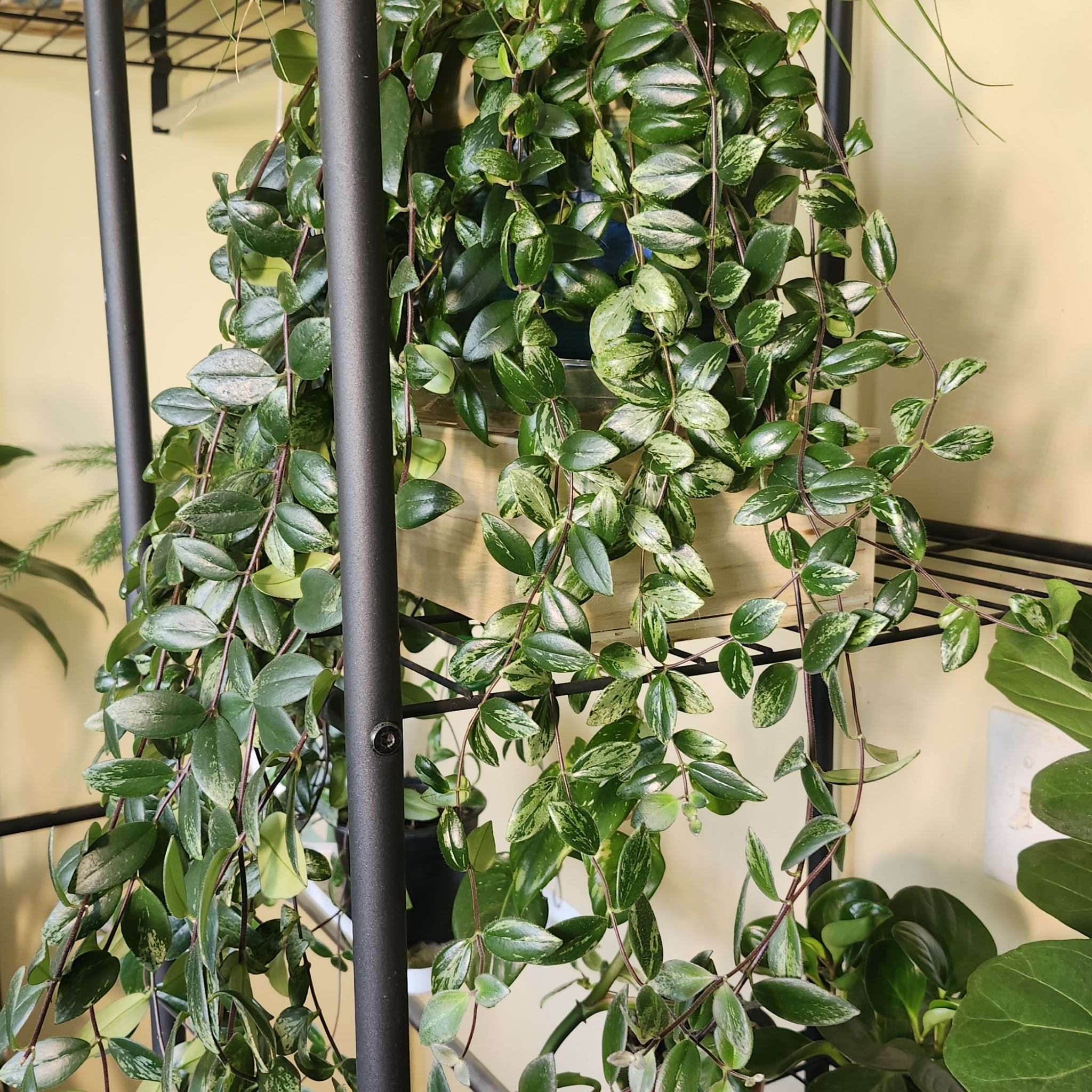 Photo of the plant species Variegated Lipstick Vine by @LucentAvocado named Baesil on Greg, the plant care app