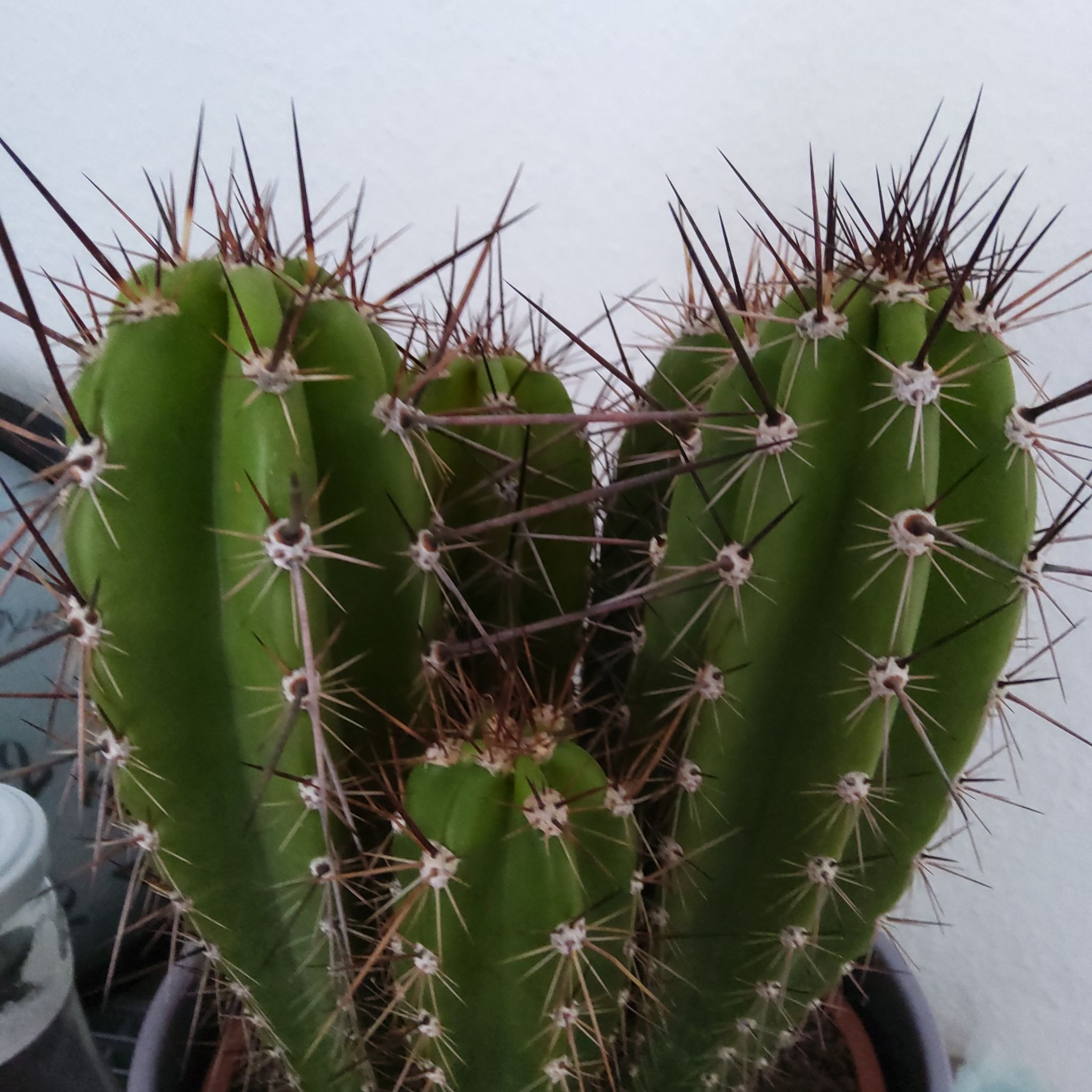 Healthy cactus with multiple stems and prominent spines in a pot.