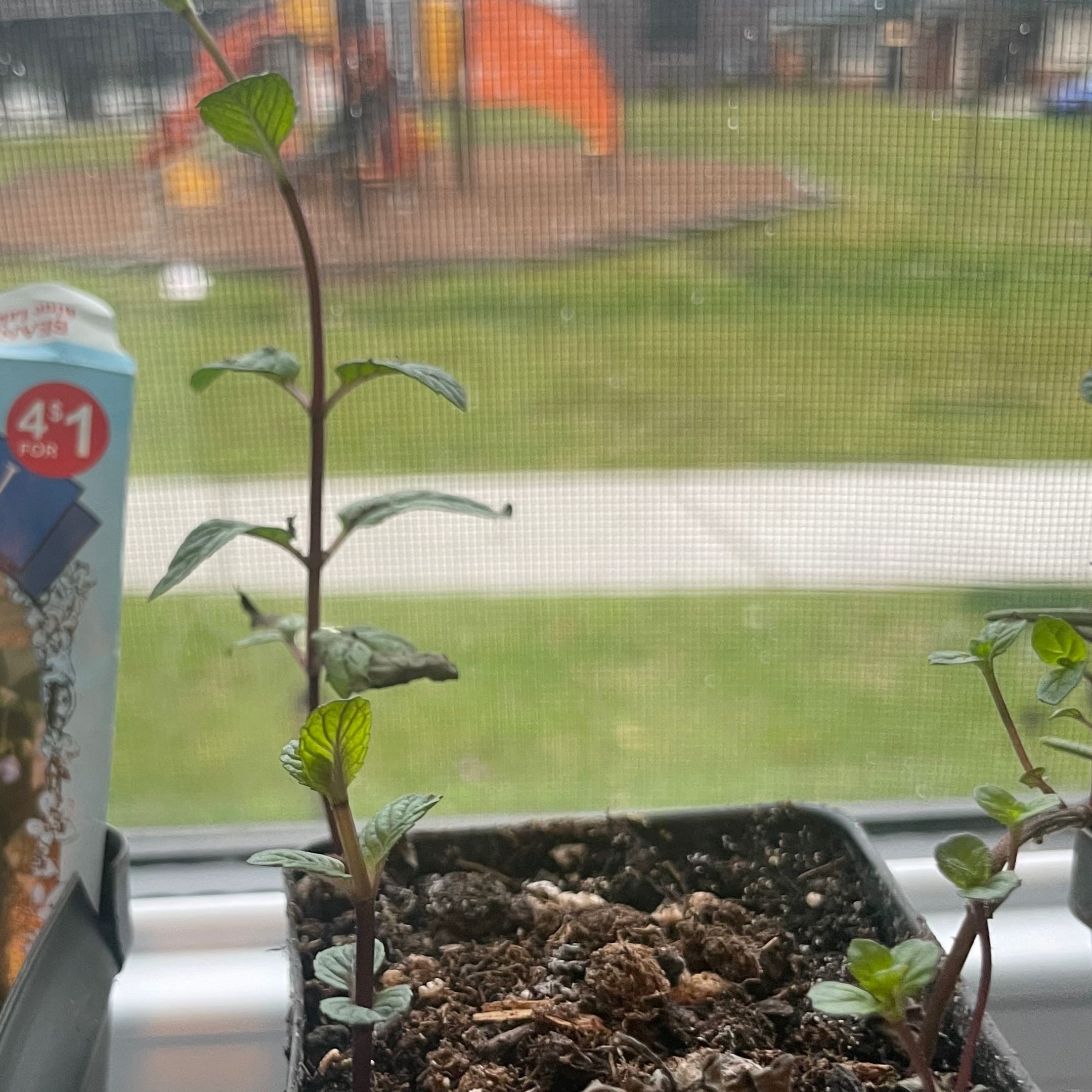 Potted Watermint plant with green leaves and purple stems on a windowsill, playground in background.