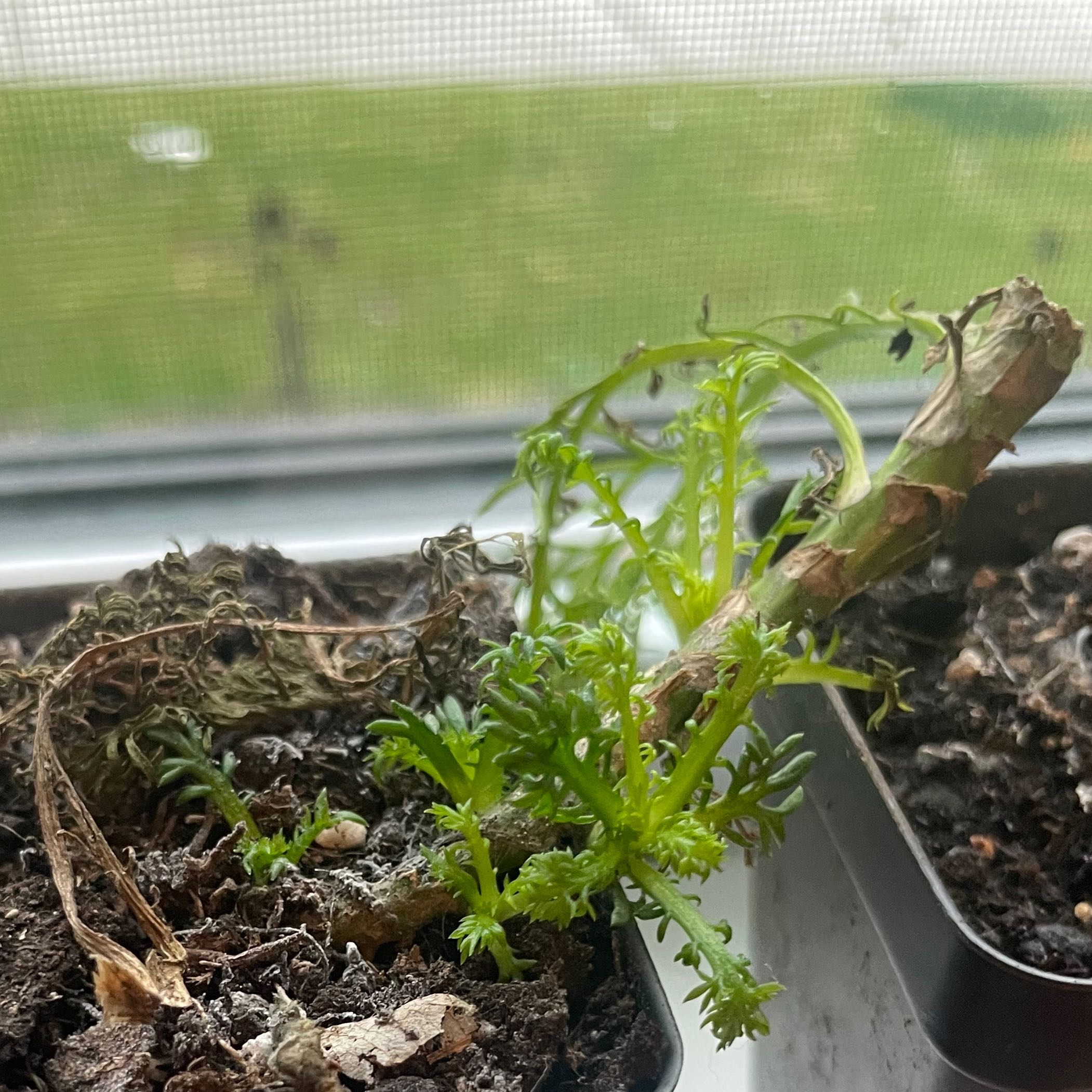 What Are The Bugs on My Chamomile? 🐛
