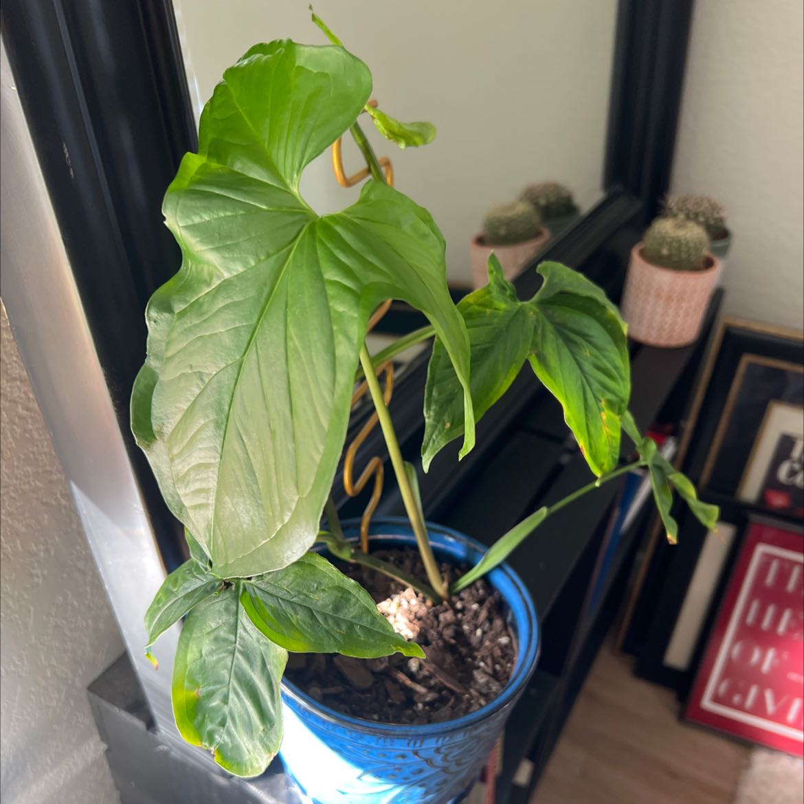Photo of the plant species Syngonium 'Trileaf Wonder' by @GingerPlex named Legacy Boi on Greg, the plant care app