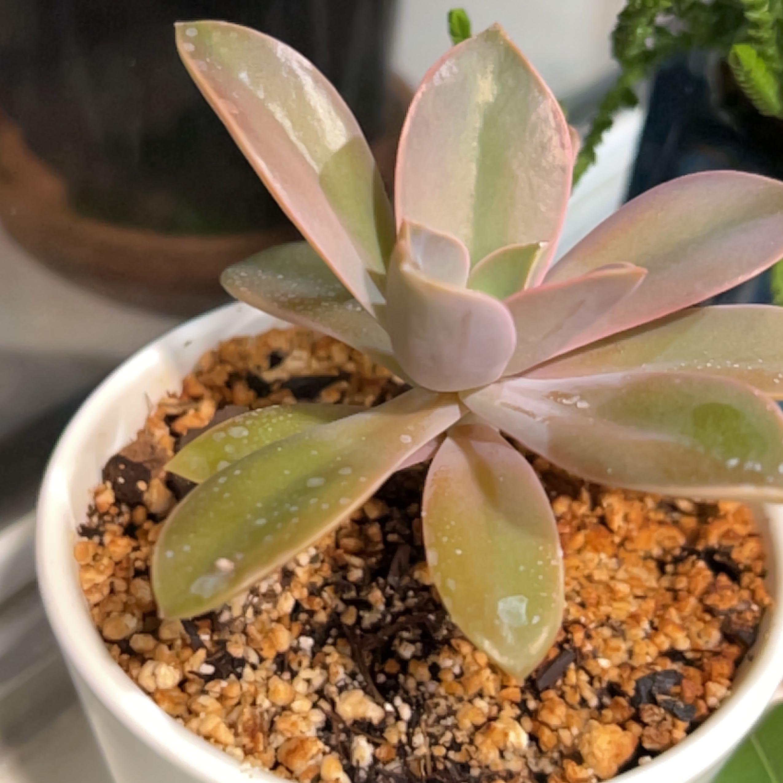 Graptoveria 'Fred Ives' succulent in a white pot with well-draining soil.