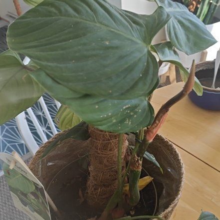 Photo of the plant species Philodendron Nanegalense by @TopHopsage named Mollie on Greg, the plant care app