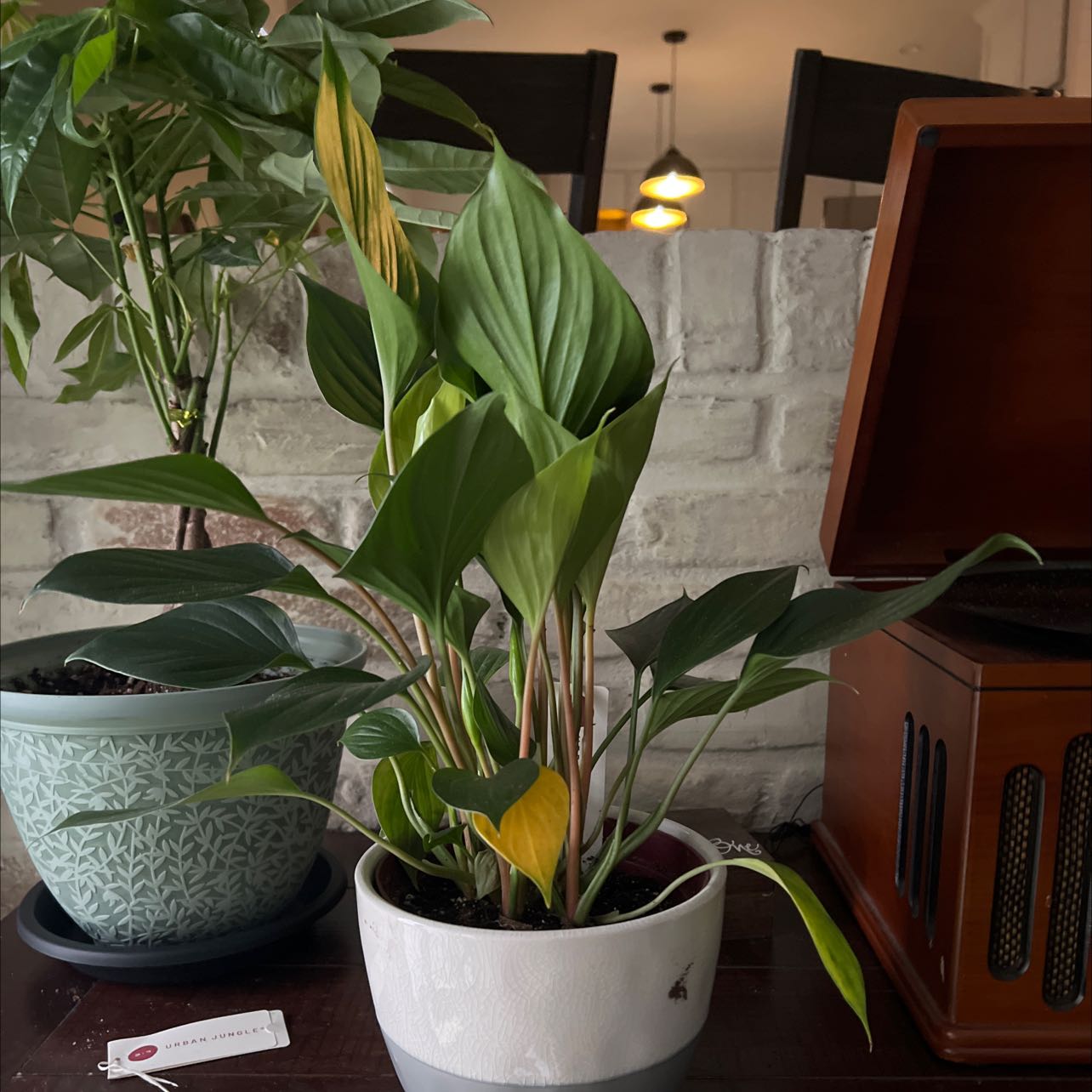 Homalomena 'Emerald Gem' plant in a white pot with some yellowing leaves, placed indoors.