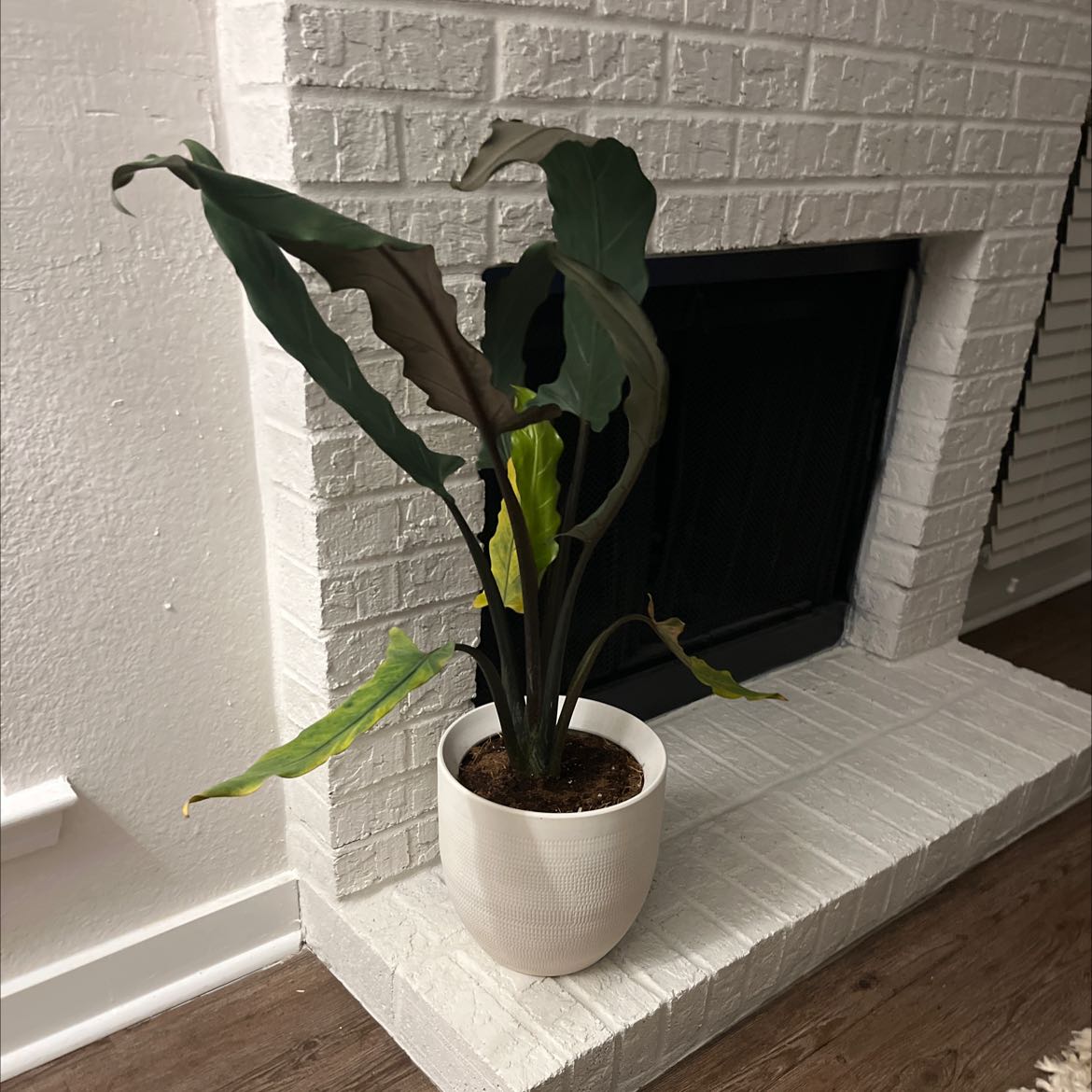 Potted Green Arrow-Arum plant with some yellowing and browning leaves on a white brick fireplace ledge.