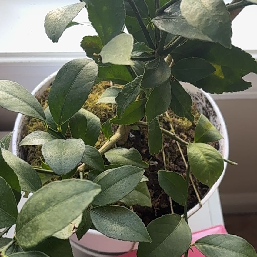 Photo of the plant species Meyer Lemon Tree by @GrownApple named Don Lemon on Greg, the plant care app