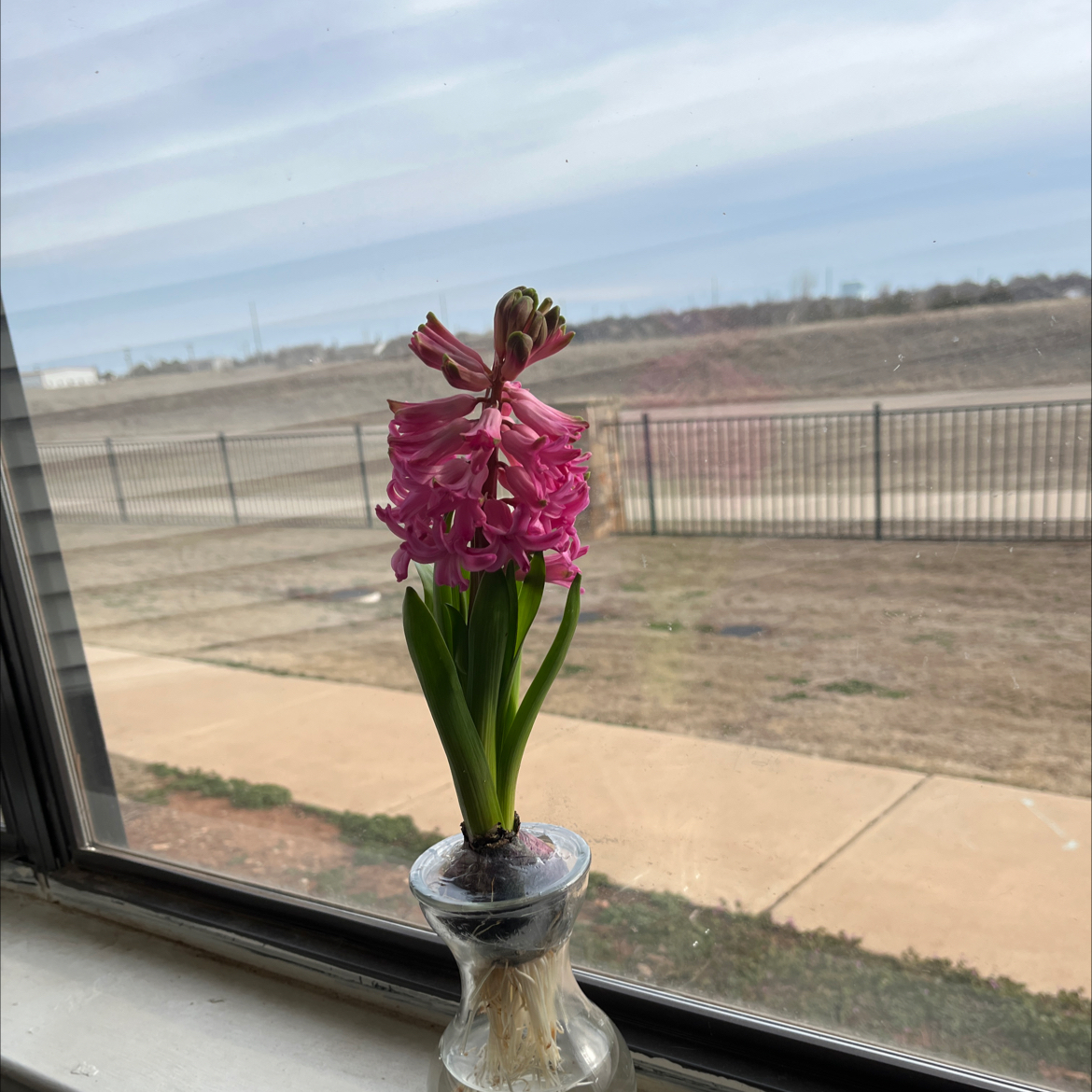 Garden Hyacinth with pink flowers in a glass container, placed on a windowsill.
