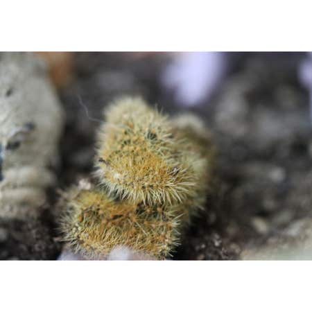 Photo of the plant species American Chestnut by Nfu2525 named Knot on Greg, the plant care app