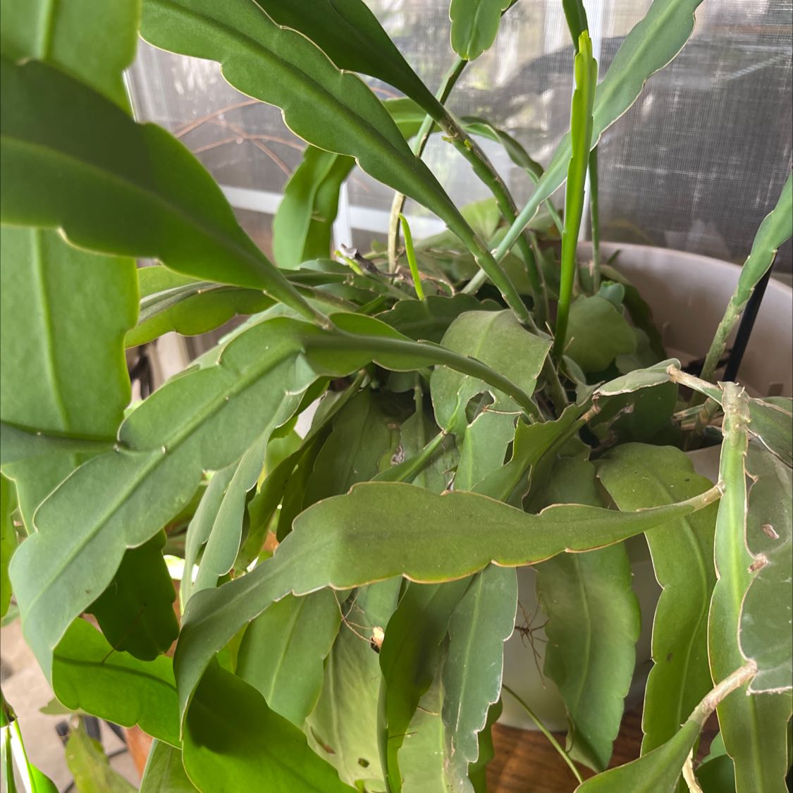 Photo of the plant species Dutchman's Pipe Cactus by @SupremeTarbush named Cerus on Greg, the plant care app