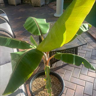 Abyssinian Banana plant in Cronulla, New South Wales