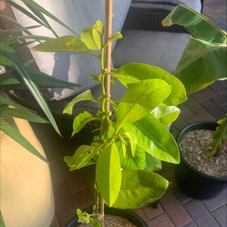 Black Sapote plant in Cronulla, New South Wales