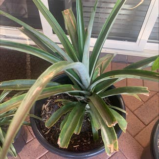 Pineapple plant in Cronulla, New South Wales