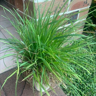 A plant in Cronulla, New South Wales