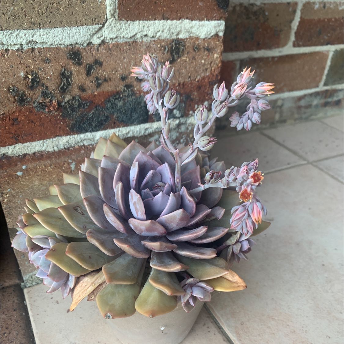 Chalk Dudleya plant with fleshy leaves and flowering stalks in a pot.