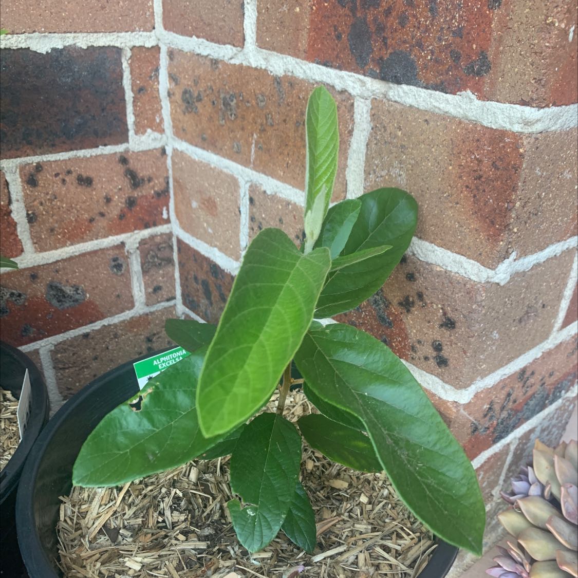 Photo of the plant species Red Ash by @NoblyPlanera named Alphi on Greg, the plant care app