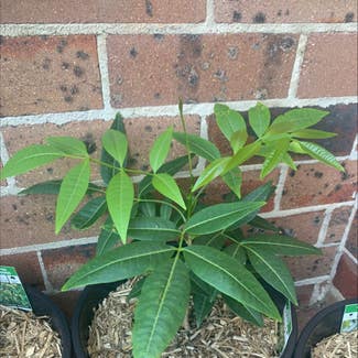 Crow's Ash plant in Cronulla, New South Wales