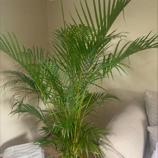 Areca Palm plant in Cronulla, New South Wales