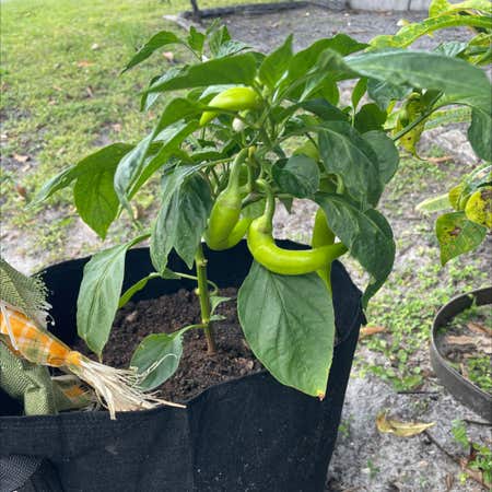 Photo of the plant species Yellow Wax Pepper by Asphalt_chew named Max on Greg, the plant care app
