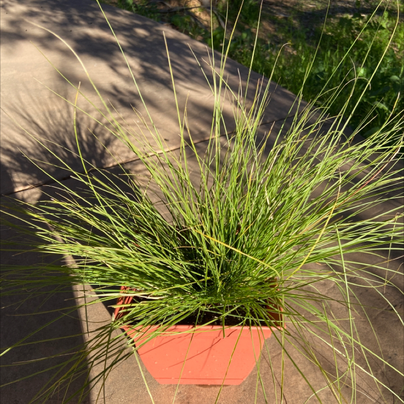 Potted Crimson Fountaingrass with long, thin green leaves on a concrete surface.