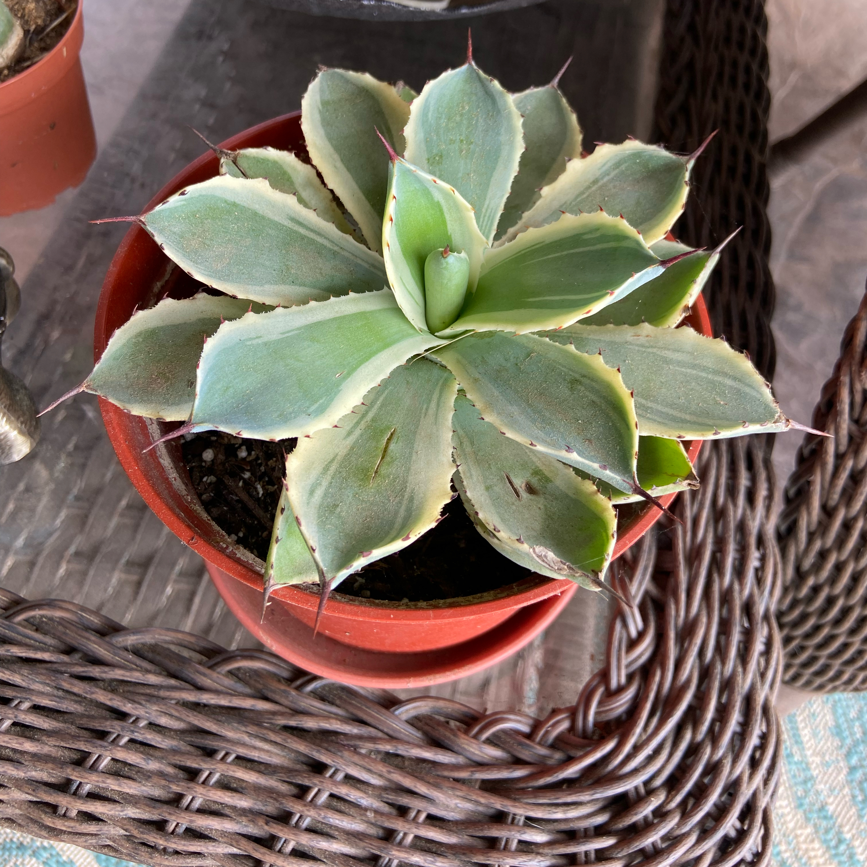 Butterfly Agave plant in a small pot, healthy with no discoloration or spots.