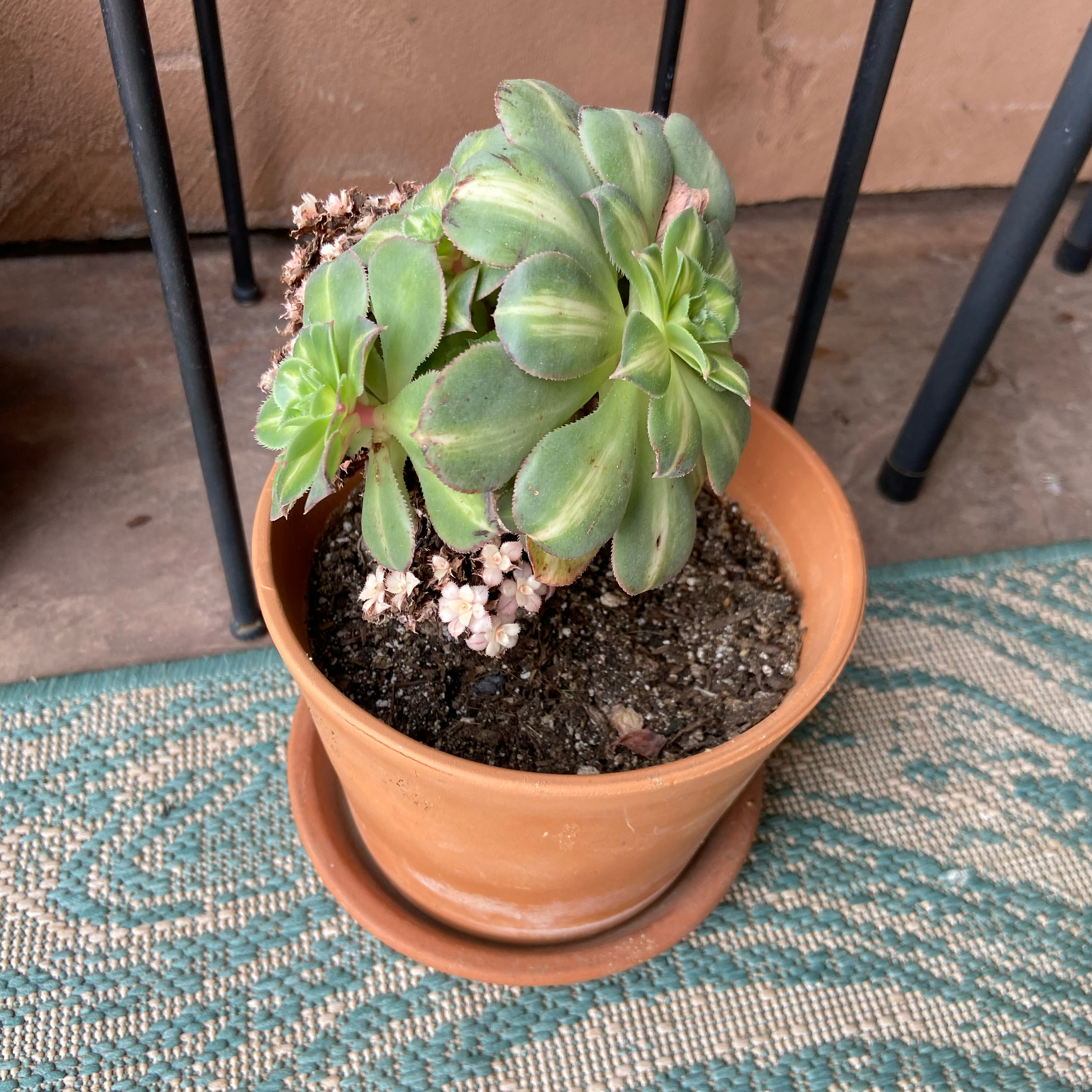 Photo of the plant species Aeonium 'Sunburst Cristatum' by @ProviderFrithia named Athena on Greg, the plant care app
