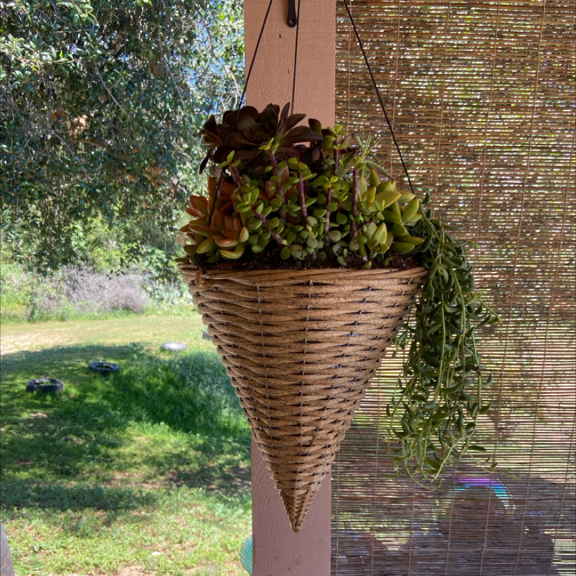 Photo of the plant species Gregory by @ProviderFrithia named Sugar Cone on Greg, the plant care app