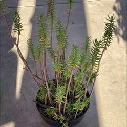 Miniature Pine Tree plant