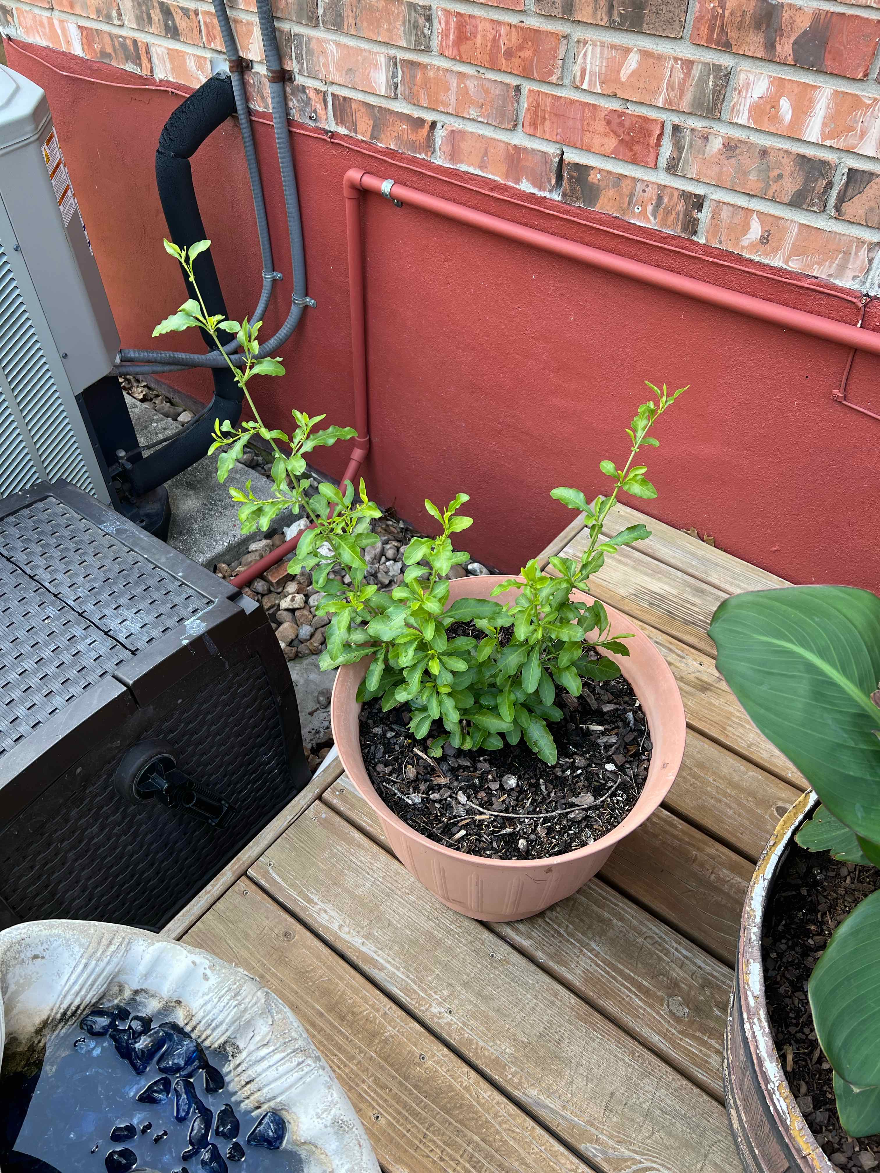 Potted Blue Plumbago plant with green leaves, well-framed and centered.