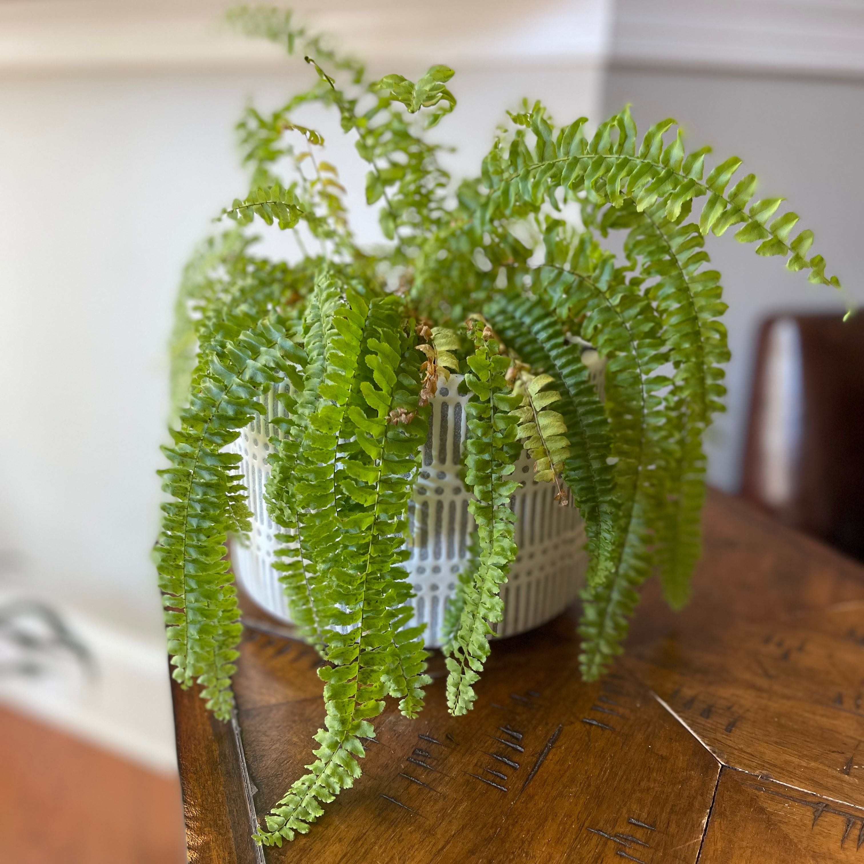 Photo of the plant species Boston Fern by @SwellAgboy named Huckleberry Fern on Greg, the plant care app