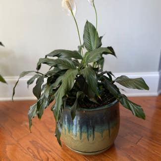 Peace Lily plant in Smyrna, Georgia