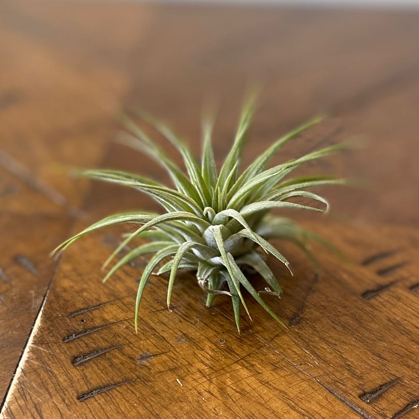 Photo of the plant species Blushing Bride Air Plant by @SwellAgboy named Emerson on Greg, the plant care app