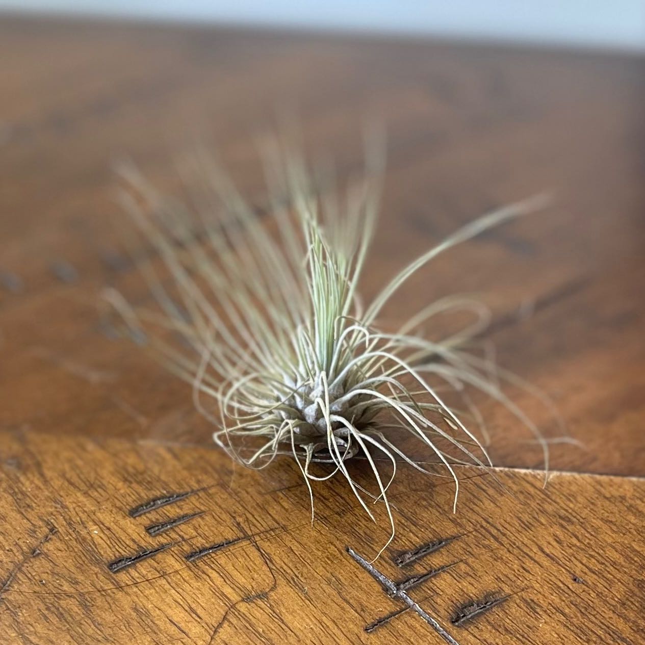 Tillandsia andreana plant on a wooden surface, healthy with thin elongated leaves.