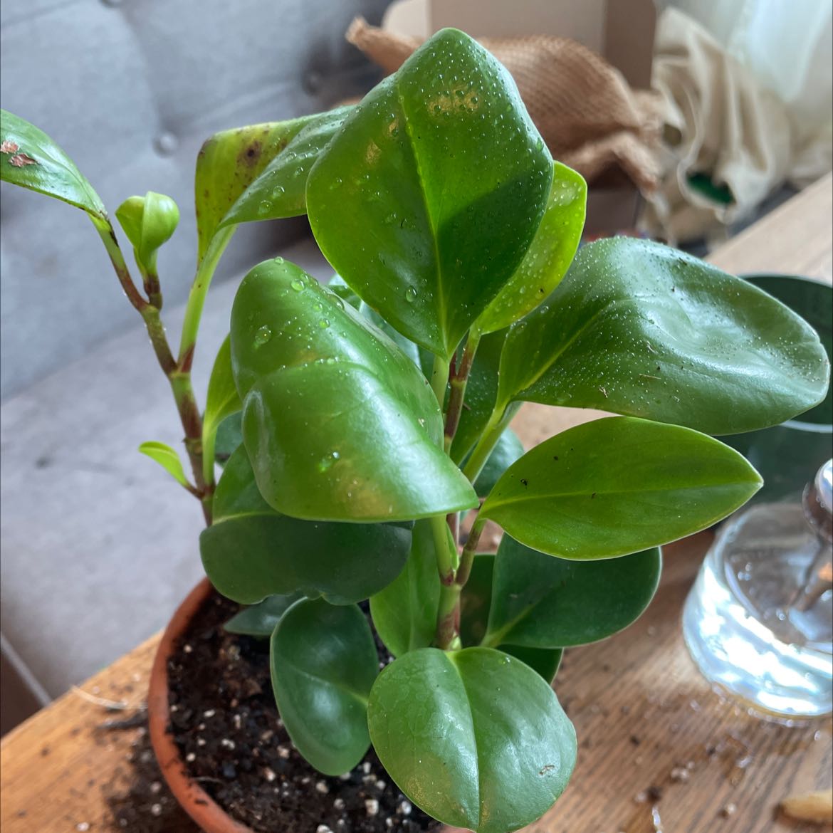 Peperomia Thailand plant in a small pot with mostly healthy leaves, placed on a wooden surface.
